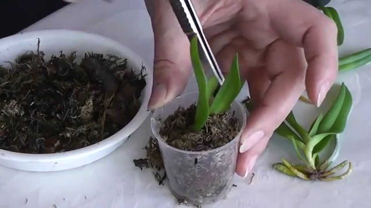 Как правильно выращивать детку орхидеи под тепличкой?