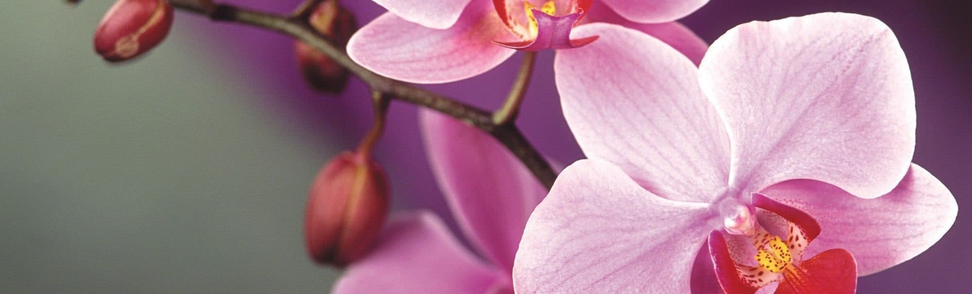 orhidei.su