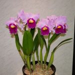 Орхидея каттлея: уход в домашних условиях