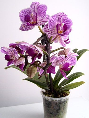 Мини орхидеи уход