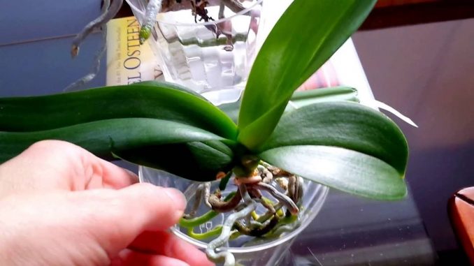пересадка орхидеи как метод борьбы с вялыми бутонами