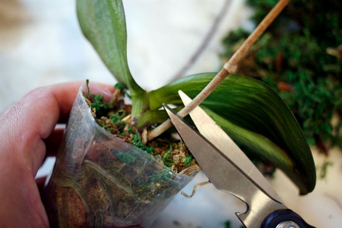 Фаленопсис как обрезать после цветения