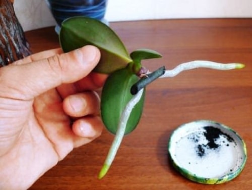 activirovannyi ugol orhidei