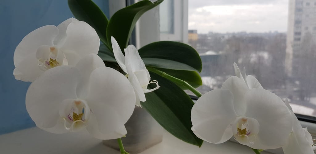 пересадка орхидей во время цветения
