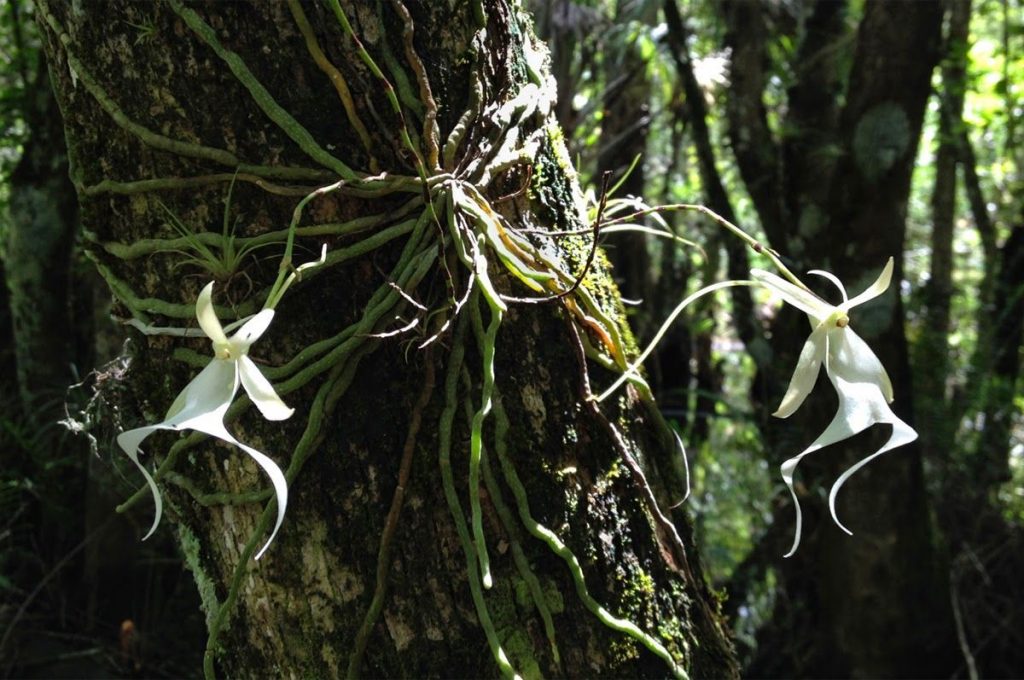 орхидея призрак