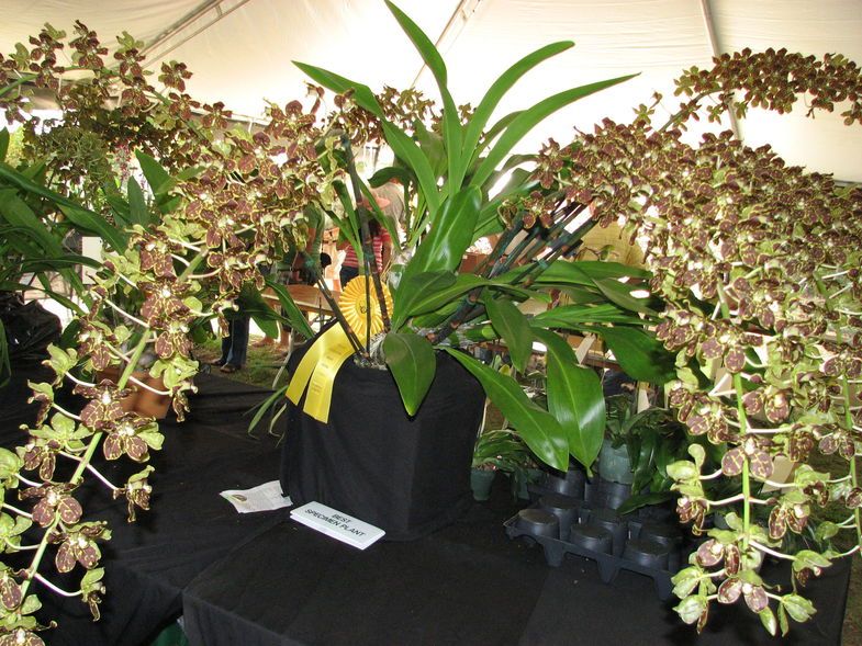 орхидея виды