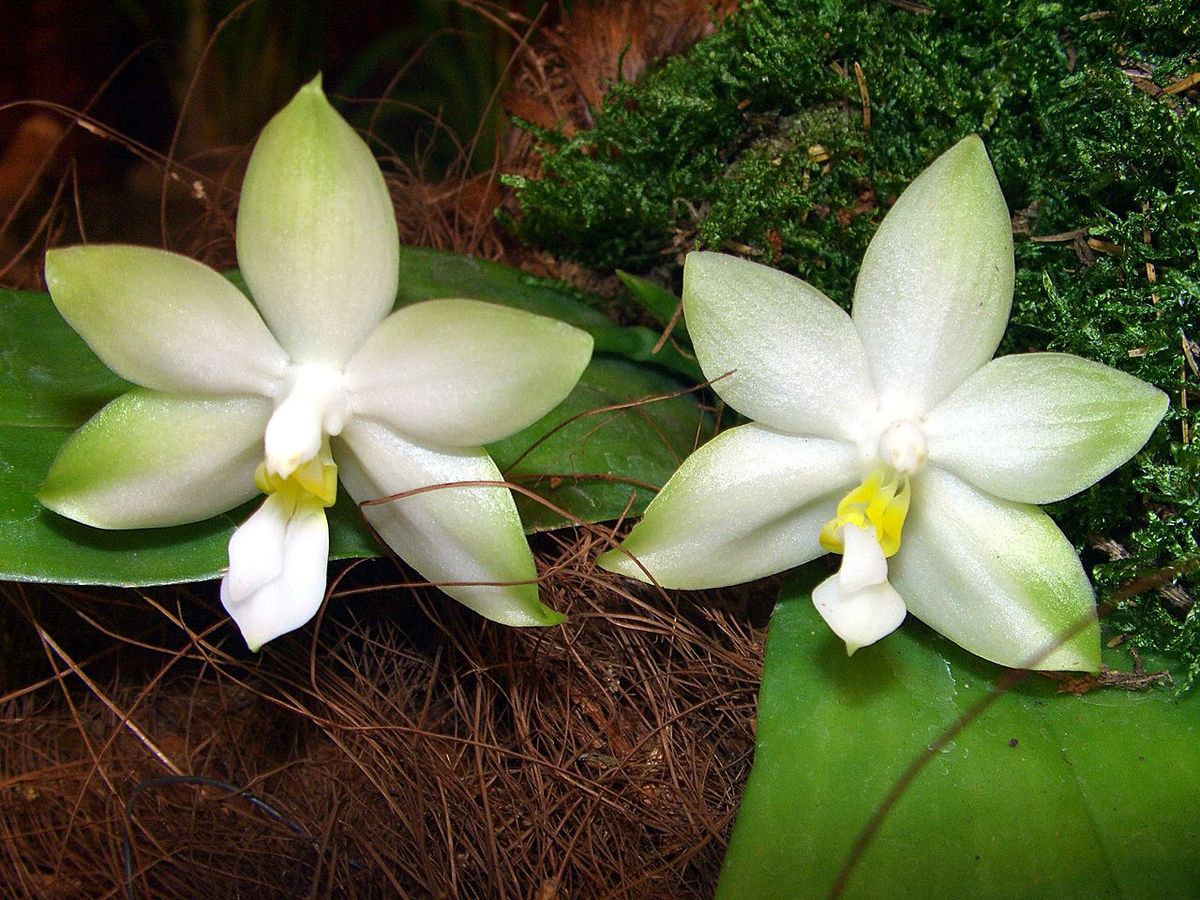 орхидея виолацея в дикой природе