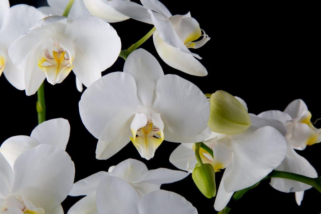 белая орхидея фаленопсис