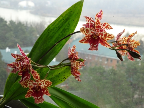чем болеют орхидеи камбрии