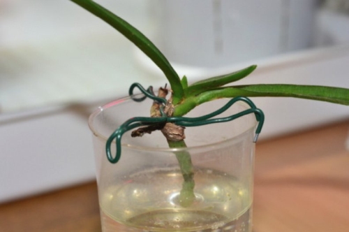 как нарастить корни у детки орхидеи