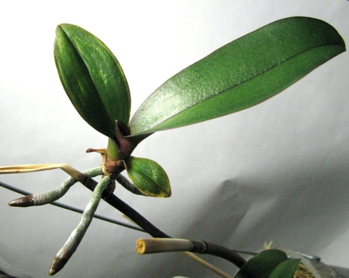 как нарастить корни у детки на орхидее