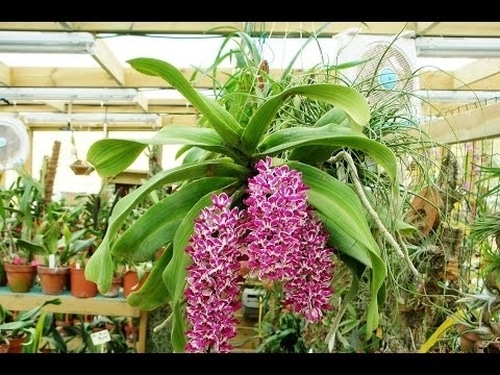 орхидея гигантея