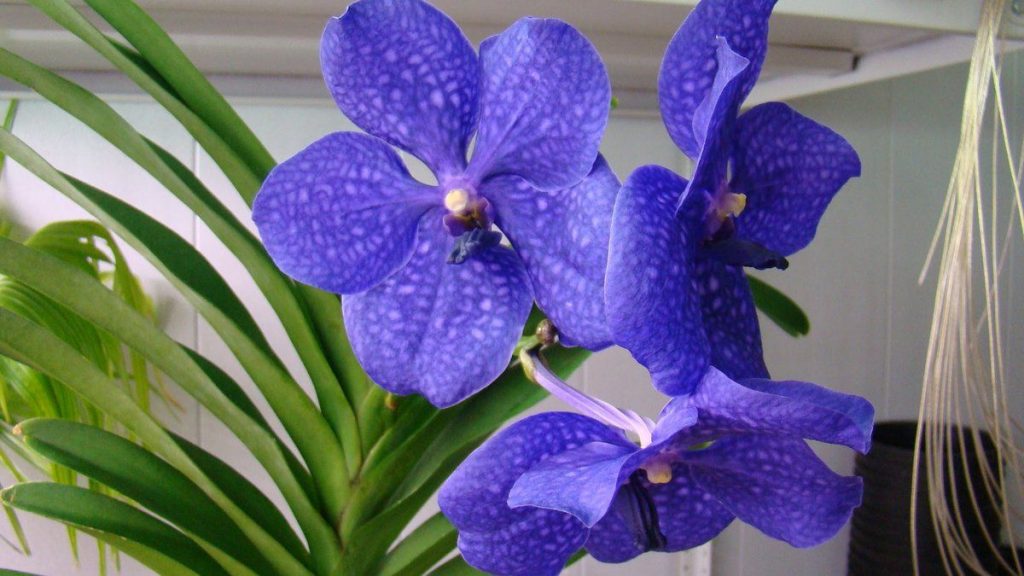 орхидеи синие