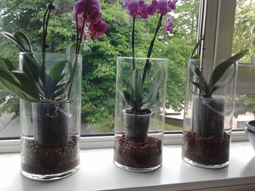 закрытая система орхидеи