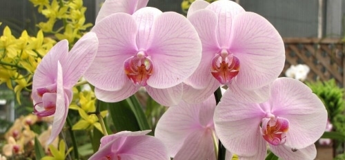 как цветёт орхидея
