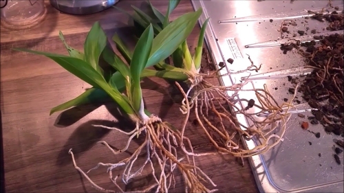 как пересаживать орхидею камбрию