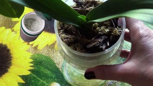 как использовать корневин для комнатных растений в том числе орхидей
