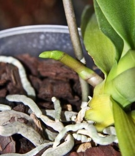 как выглядит цветонос орхидеи