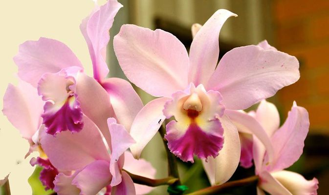 сколько цветет орхидея каттлея