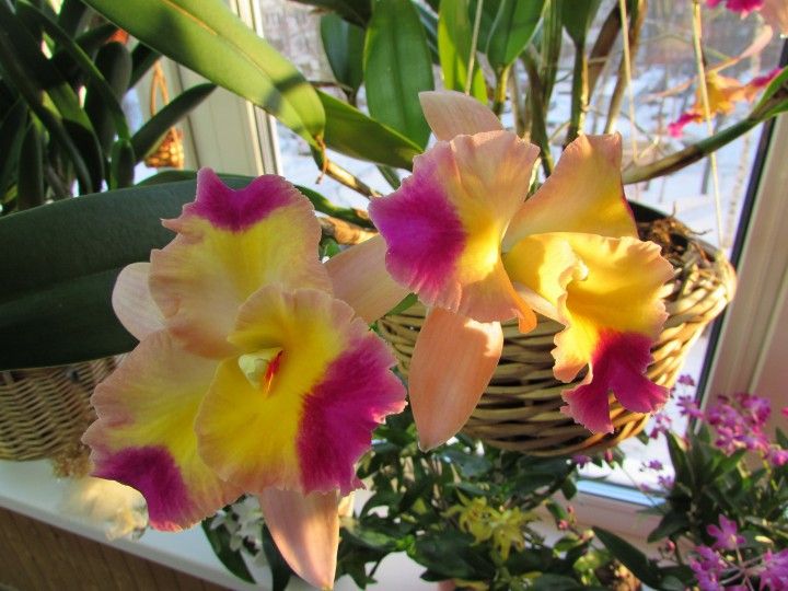 каттлея орхидея