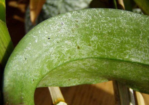 болезни орхидей фаленопсис и их лечение