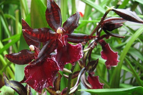 орхидея колманара