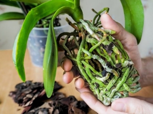 как лечить почерневшие корни орхидеи