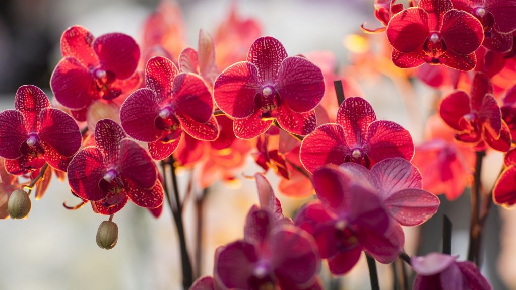 красная орхидея