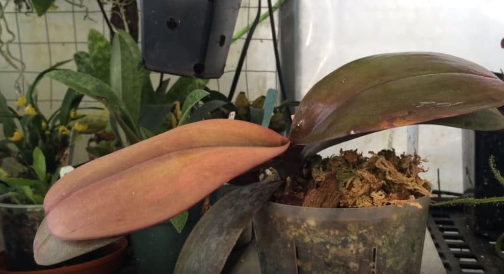 У орхидеи желтеют листья: что делать и как выяснить причину пожелтения