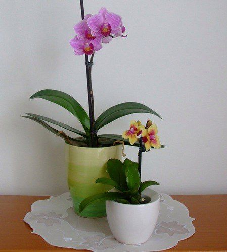 мини орхидеи