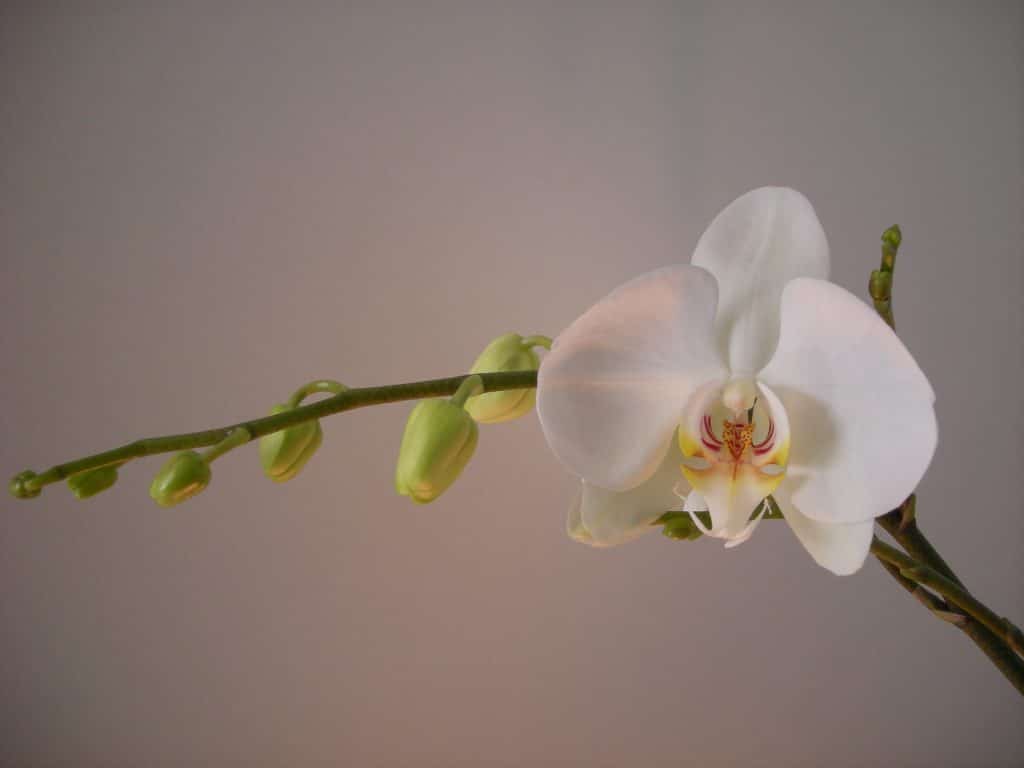 как растет орхидея