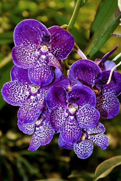 выращивание орхидей в домашних условиях