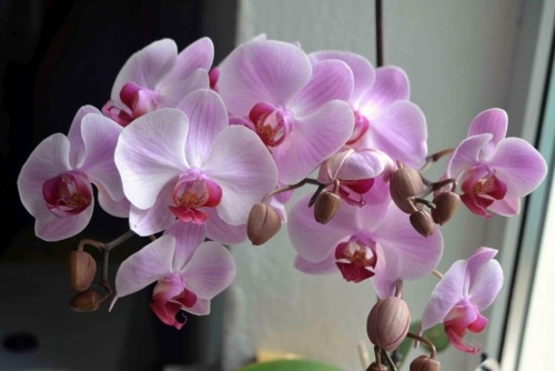 цветут орхидеи