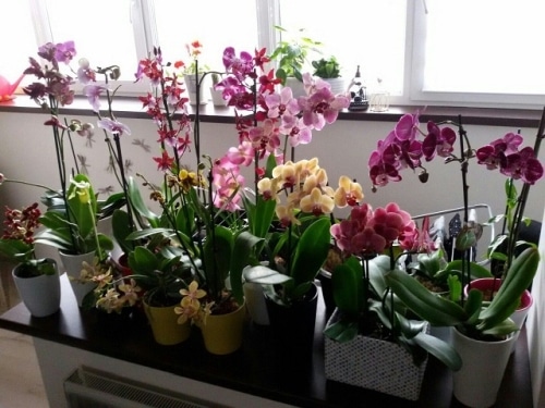 сколько живет орхидея в горшке