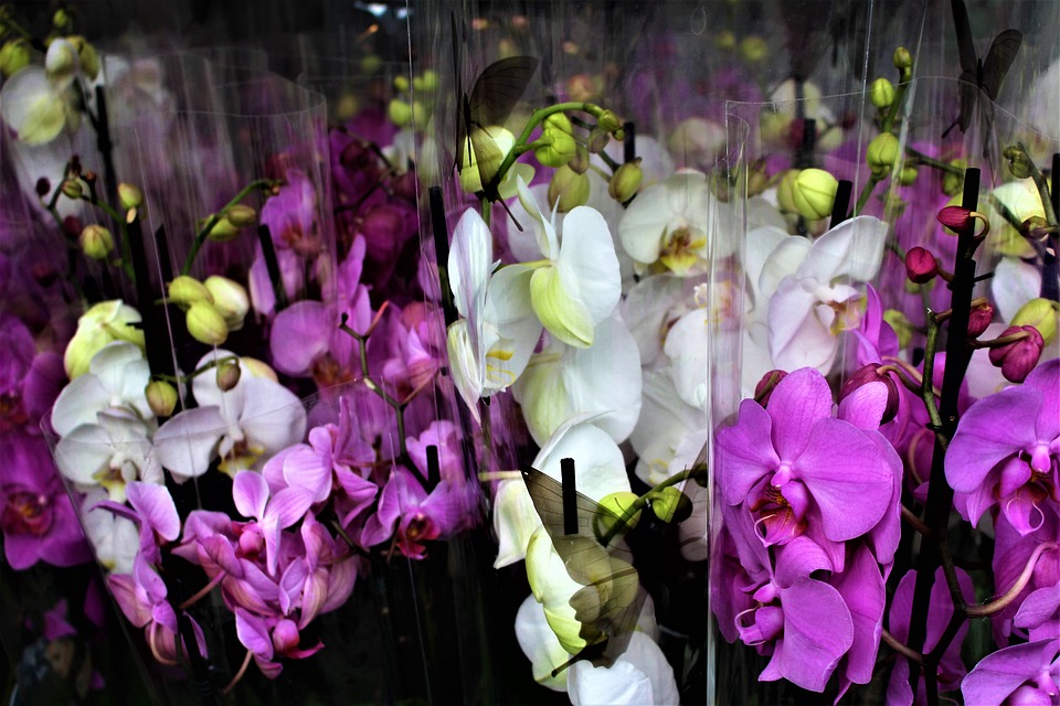 уход за орхидеей фаленопсис в домашних условиях