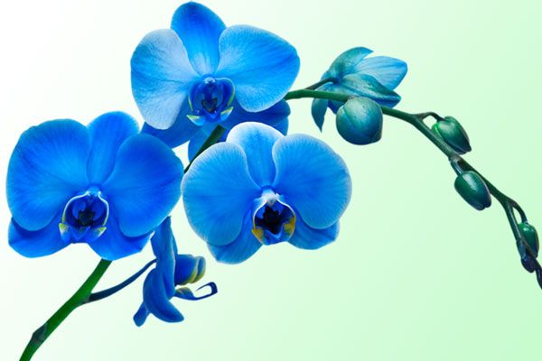 орхидеи голубые