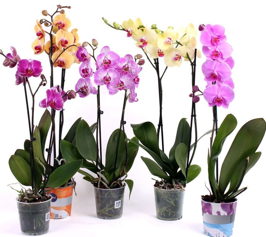 как посадить орхидею в домашних условиях