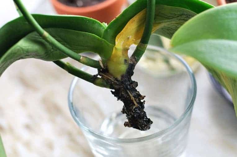 орхидея без корней