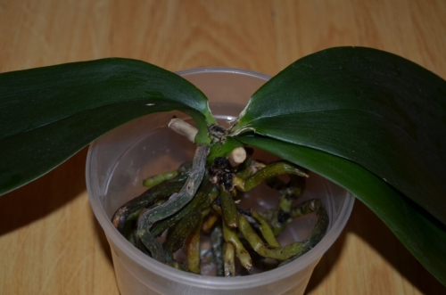 орхидея без точки роста