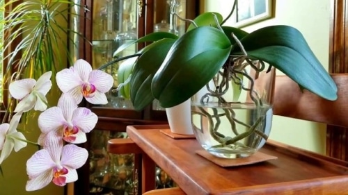 уход за орхидеей в период цветения