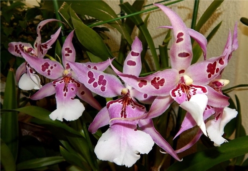 Орхидея камбрия беаллара