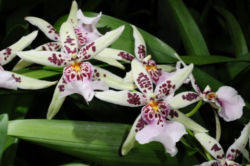 как выглядит орхидея камбрия