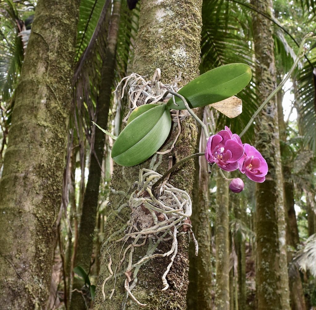 орхидеи для начинающих