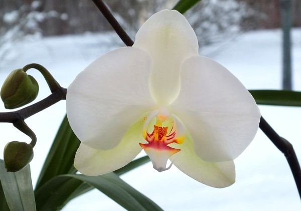 орхидея фаленопсис зимой на подоконнике