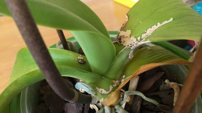 повреждения орхидеи