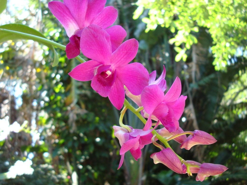 орхидея дендробиум уход в домашних условиях