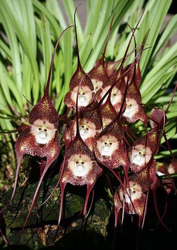 разновидность орхидей