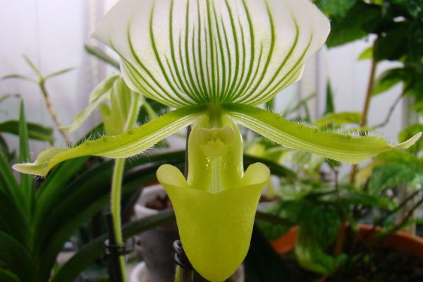 пафиопедилум орхидея в домашних условиях