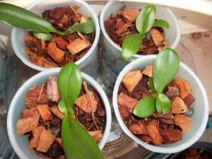 выращивание орхидей из семян в домашних условиях
