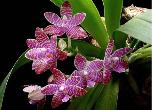 орхидея люддемана